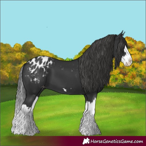 Horse Color:Black Splash Appaloosa 