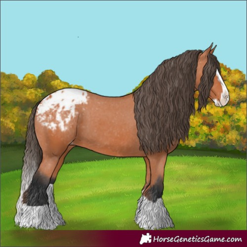 Horse Color:Bay Splash Appaloosa