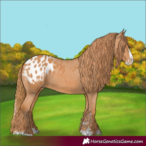 Horse Color:Chestnut Splash Appaloosa