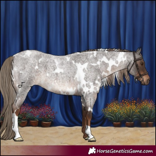 Horse Color:White Spotted Liver Red Roan 