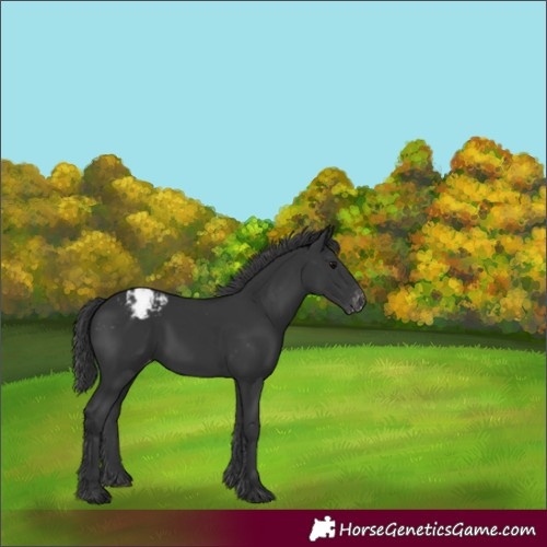 Horse Color:Black Appaloosa 
