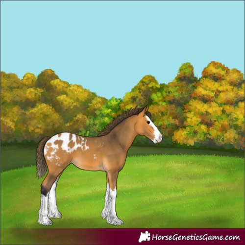Horse Color:Unknown 
