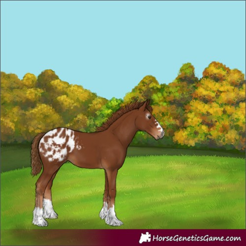 Horse Color:Unknown 