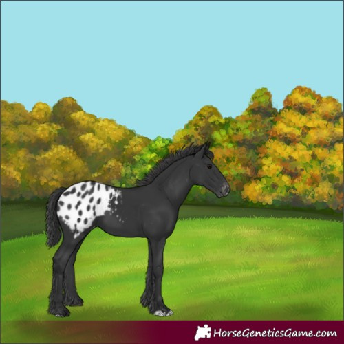Horse Color:Black Appaloosa 