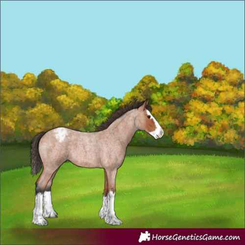 Horse Color:Unknown 