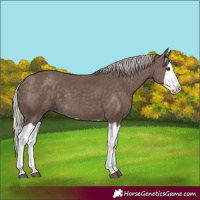 Horse Color:Silver Black Splash