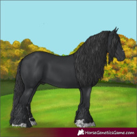 Horse Color:Black 