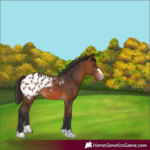 Horse Color:Bay Appaloosa