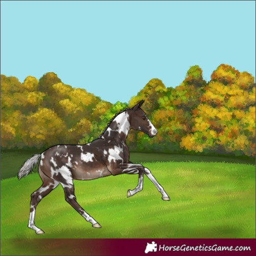 Horse Color:White Spotted Silver Brown