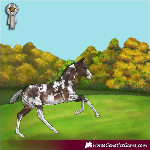 Horse Color:White Spotted Silver Brown Sabino 