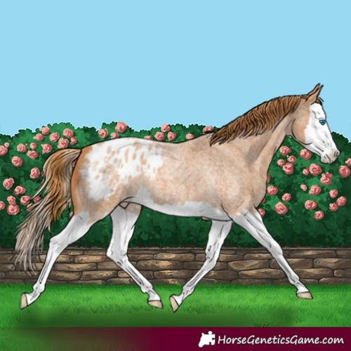 Horse Color:Red Roan Splash Appaloosa