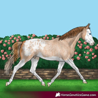 Horse Color:Red Roan Splash Appaloosa 