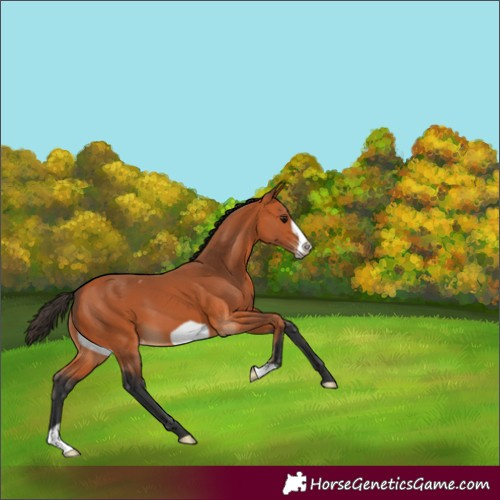 Horse Color:Bay Frame Varnish