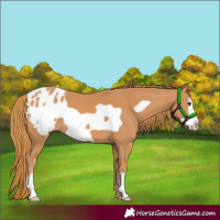 Horse Color:Chestnut Frame Appaloosa 