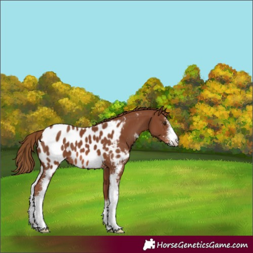 Horse Color:Chestnut Sabino Blanket