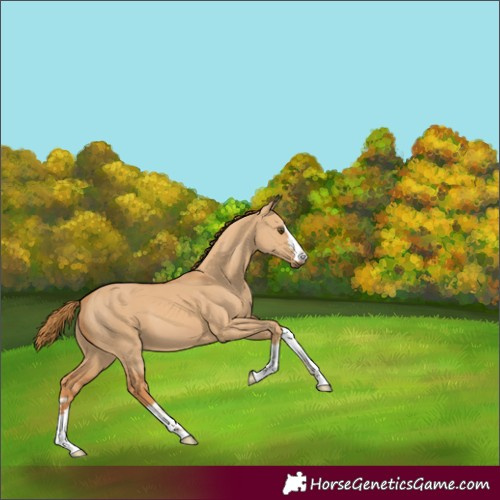 Horse Color:Red Dun 