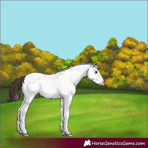 Horse Color:White Spotted Bay Near Leopard 