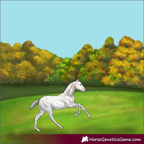 Horse Color:Gray White Spotted Silver Sable Cream Champagne Pearl Dun Splash Frame Blanket Rabicano 