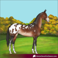 Horse Color:Brown Sabino Appaloosa