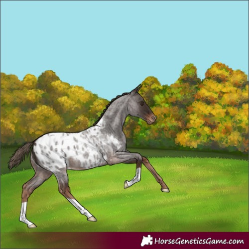 Horse Color:Liver Red Roan Blanket 