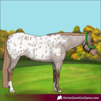 Horse Color:Liver Red Dun Roan Appaloosa 