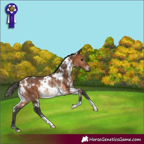 Horse Color:White Spotted Bay Rabicano 