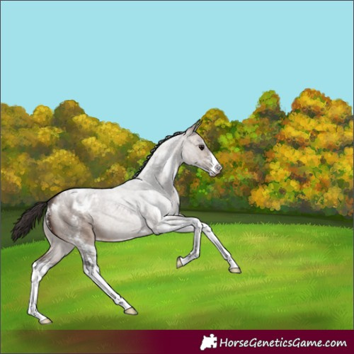 Horse Color:Brown Roan Dun Sabino Blanket 