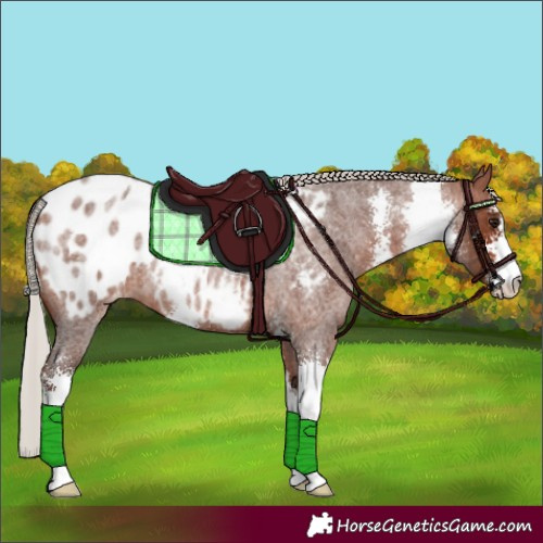 Horse Color:Silver Bay Roan Sabino Blanket