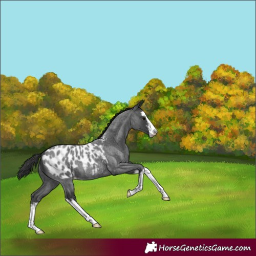 Horse Color:White Spotted Blue Roan Appaloosa