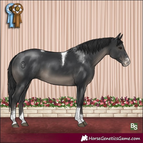 Horse Color:Black Sabino Tobiano 