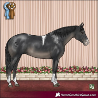 Horse Color:Black Sabino Tobiano