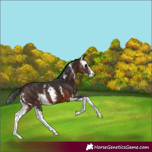Horse Color:Brown Sabino