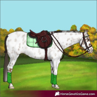 Horse Color:Liver Red Dun Roan Appaloosa