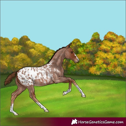 Horse Color:Red Roan Blanket