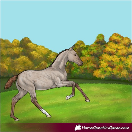 Horse Color:Liver Red Dun Roan