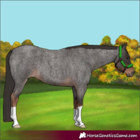 Horse Color:Liver Red Roan 