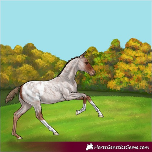 Horse Color:Red Roan Blanket