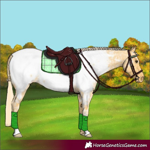 Horse Color:Palomino Ice Roan Appaloosa 