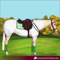 Horse Color:Palomino Ice Roan Appaloosa 