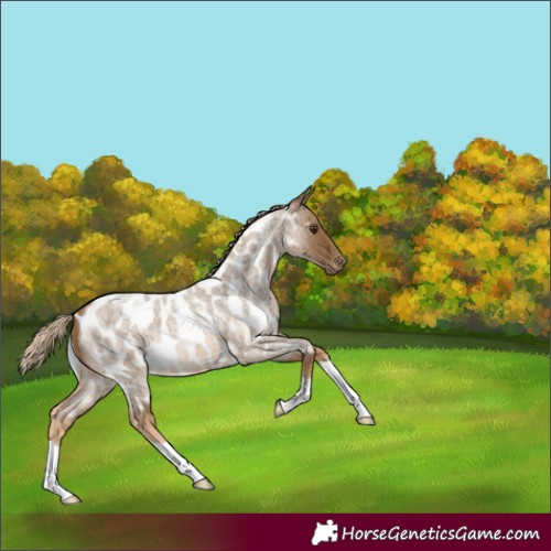 Horse Color:Chocolate Palomino Roan Appaloosa 