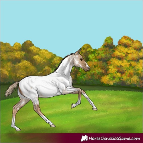 Horse Color:Chocolate Palomino Roan Dun Appaloosa