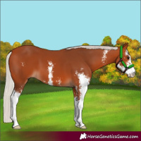 Horse Color:Silver Bay Sabino 