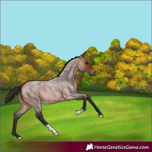 Horse Color:Bay Roan 