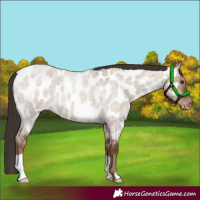 Horse Color:Liver Red Dun Roan Appaloosa 