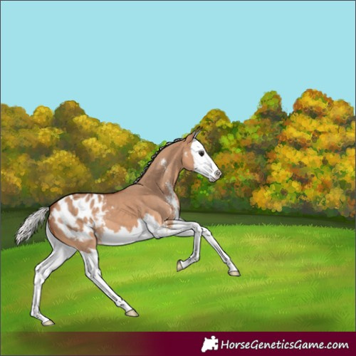 Horse Color:Silver Bay Dun Sabino Splash Blanket