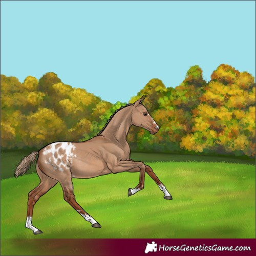 Horse Color:Red Dun Appaloosa Rabicano 