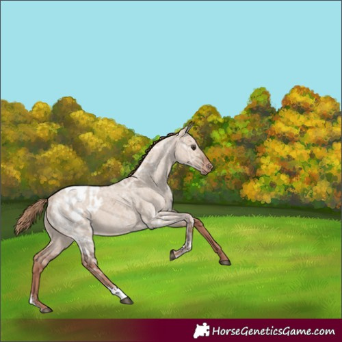 Horse Color:Red Dun Ice Roan Appaloosa 