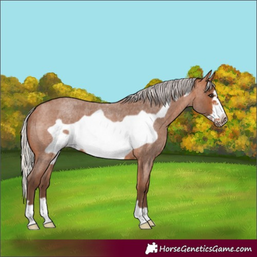 Horse Color:Silver Bay Roan Frame 