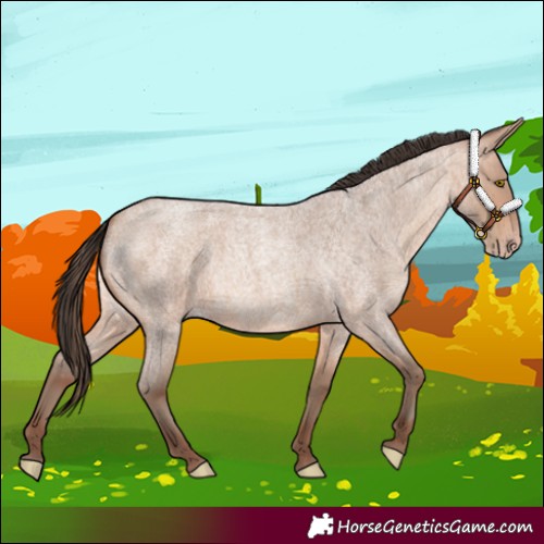 Horse Color:Amber Champagne Roan 