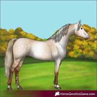 Horse Color:Unknown 
